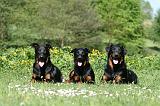 BEAUCERON 955